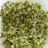 绿豆芽不能和什么一起吃？绿豆芽不能和什么同食？_美食信息